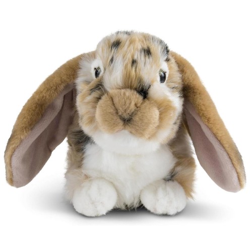 Living nature brown dutch lop - nature,