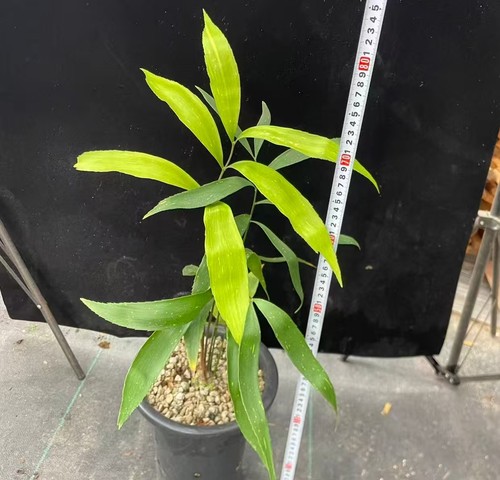 Zamia variegata wysiwyg - variegata,