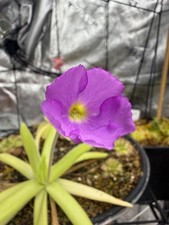Pinguicula moctezumae x