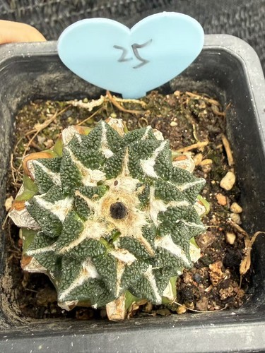 Ariocarpus kotschoubeyanus - ariocarpus,