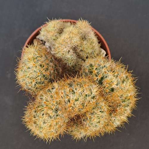 Mammillaria prolifera - , f