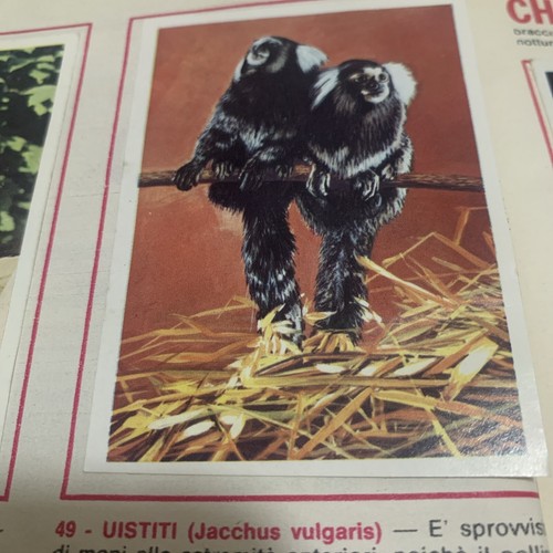 Figurina animali ed - n.,