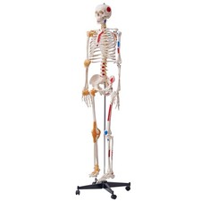 Modello di Scheletro Umano Anatomico 182cm in PVC per Formazione Anatomia