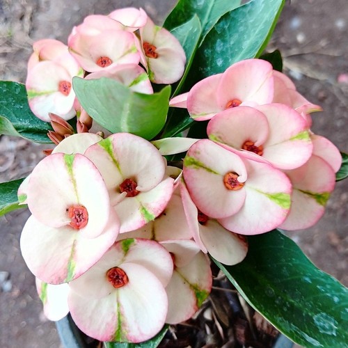 Pianta ibrida euphorbia - ibrida, milii