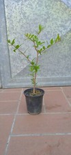 Pianta melograno cm - h, 20