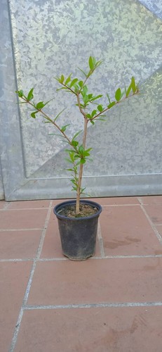 Pianta melograno cm - 20,