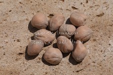 ALBERO DELLE FRAGOLE - CORNUS KOUSA CHINENSIS, 10 SEMI SELEZIONATI