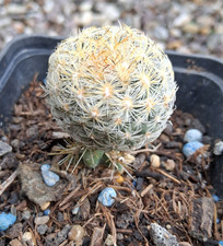 Pediocactus simponii uintah - pediocactus,