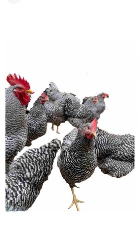 Uova fecondate fertili - fecondate, ,
