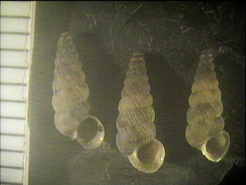 Conchiglie cochlostoma - conchiglie,