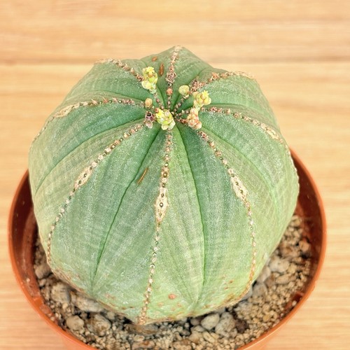 Euphorbia obesa pot 8cm - ,,