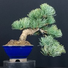 Shohin bonsai pinus parviflora - bonsai,