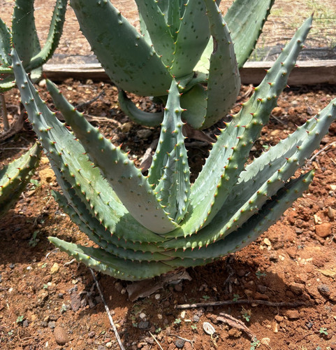Aloe marlothii pianta - marlothii,
