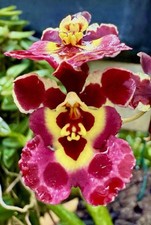 Oncidium Sweet Dots Purple orchidea rilegata orchidee Tolumnia