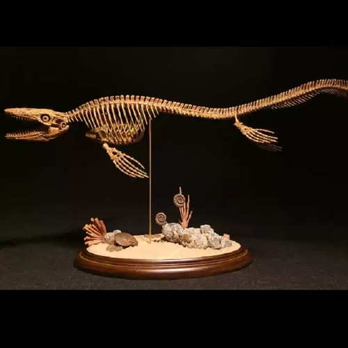 Jushi studio mosasaurus - studio,