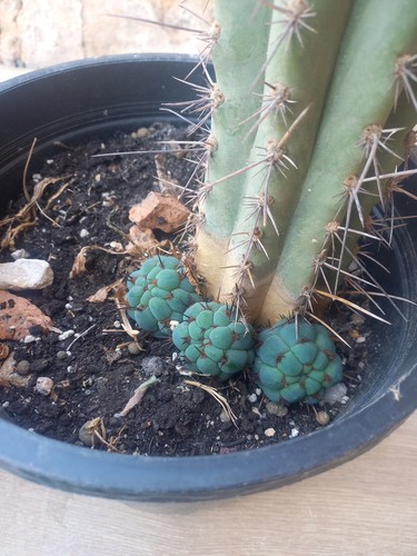 Cactus peruano cm - cactus,