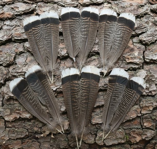 Piume naturali tacchino 1 - di,