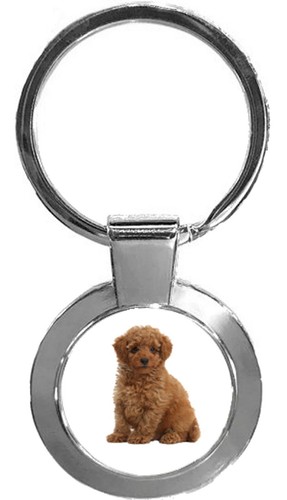 Toy poodle dog - pet, family