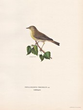 Fitis Pispola Uccello Canto