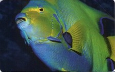 USATA MAGN GOLDEN 59 EX 1557 (C&C F 3700) AG 1239 L'ATOLLO PESCE ANGELO REGINA