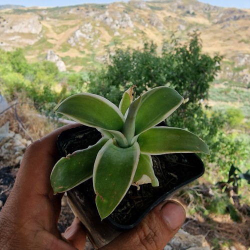 Small plant agave - small,