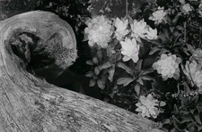 Stampa professionale con