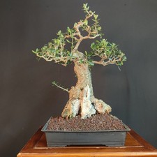 Pre bonsai olivastro - pre,