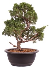 Bonsai - Juniperus chinensis 'Kyushu', Chinesischer Wacholder 224/99