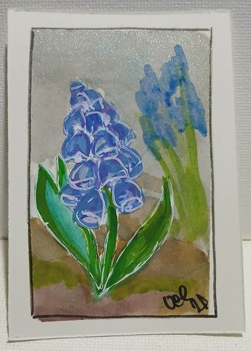 Giacinto uva aceo - giacinto, d'uva