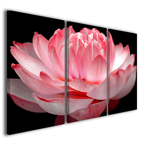 Quadri moderni fiori loto