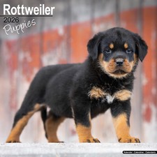 Rottweiler Cuccioli 2026 Calendario Regalo Cucciolo Parete 15% SCONTO ORDINI MULTIPLI
