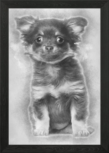 Chihuahua cucciolo mesi o - cucciolo,