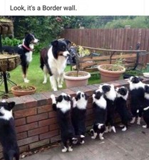 Border Collie  dog  fridge