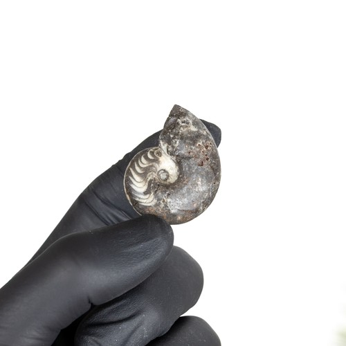 Whole rough goniatite ammonite - whole,