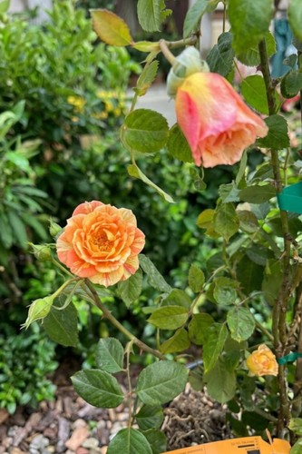 Pianta vera rosa rifiorente - di,