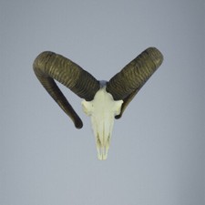 779MU Trofeo di caccia di