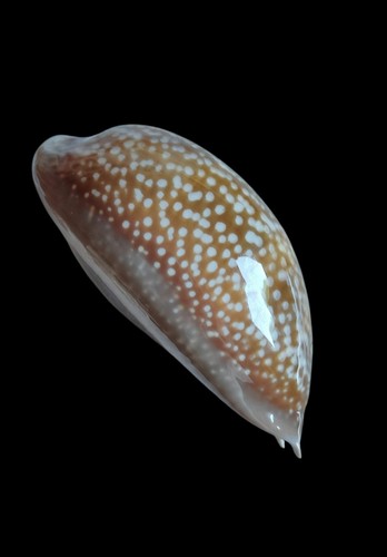 Shell conchiglia macrocypraea - shell,