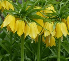 Bulbi Di Fritillaria Lutea, Corona Imperiale Gialla, Bulbi Autunnali