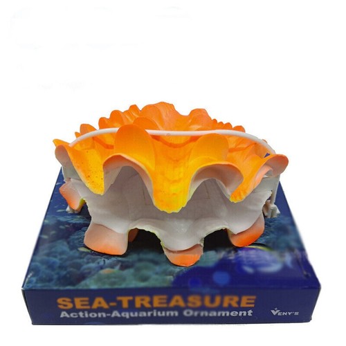 Conchiglia mare - mare,