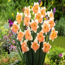 Narcisi bulbi di fiori cipolle fiori Narciso a grande corona Electrus 3 pz.