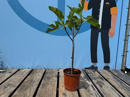 Fico ficus carica cm - fico,