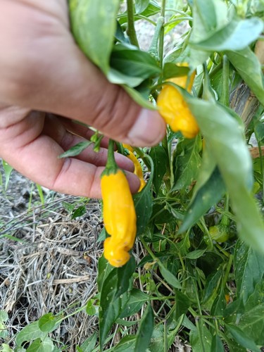 Semi peter pepper - semi,