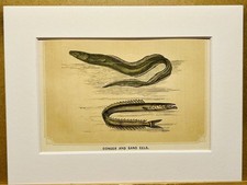 Anguilla Pesca Pesca