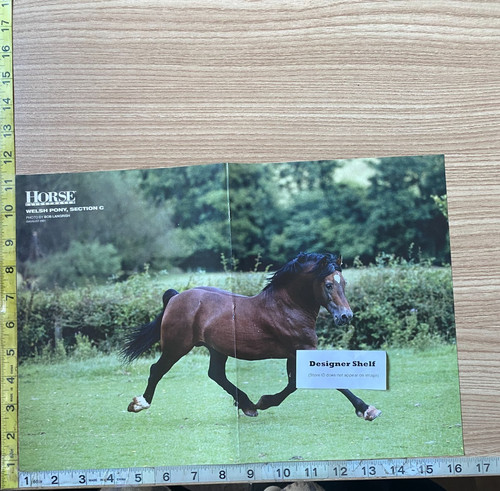 Cavallo gallese pony trottola
