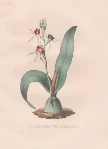 Epidendrum orchidee orchid - epidendrum,