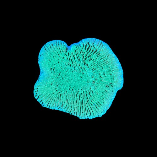 Capricorno montipora verde - montipora,
