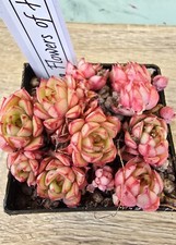 Echeveria Flower Full of