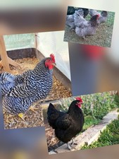 UOVA FERTILI FECONDE