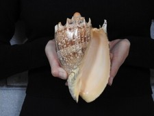 Sea Shell Voluta imperialis 177mm ID#7403
