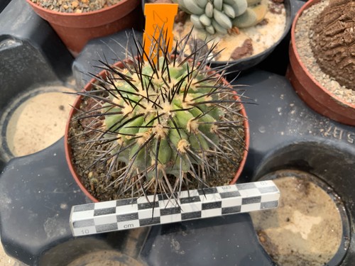 267 copiapoa dealbata wysiwyg - 267,